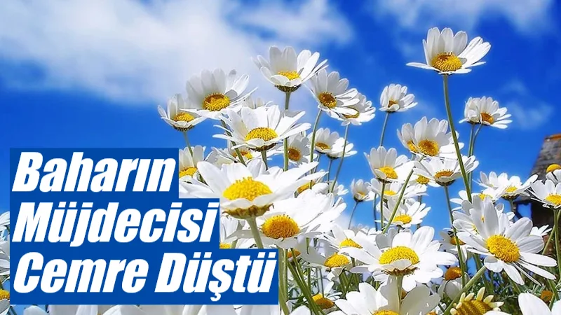 Baharın habercisi olarak bilinen cemrenin ilki bugün havaya düştü. Muğla’da