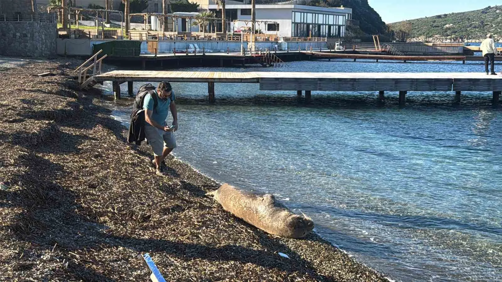 Bodrum Koyunbaba sahilinde görülen ve vatandaşların ilgisiyle karşılaşan yaralı bir