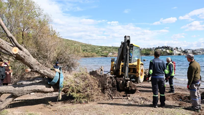 Belediye ekipleri, Bodrum’da fırtınada devrilen ılgın ağaçlarını tekniğine uygun şekilde