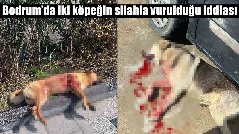 Bodrum'un Güvercinlik Mahallesi'nde iki köpeğin silahla vurularak öldürülmesi üzerine başlatılan
