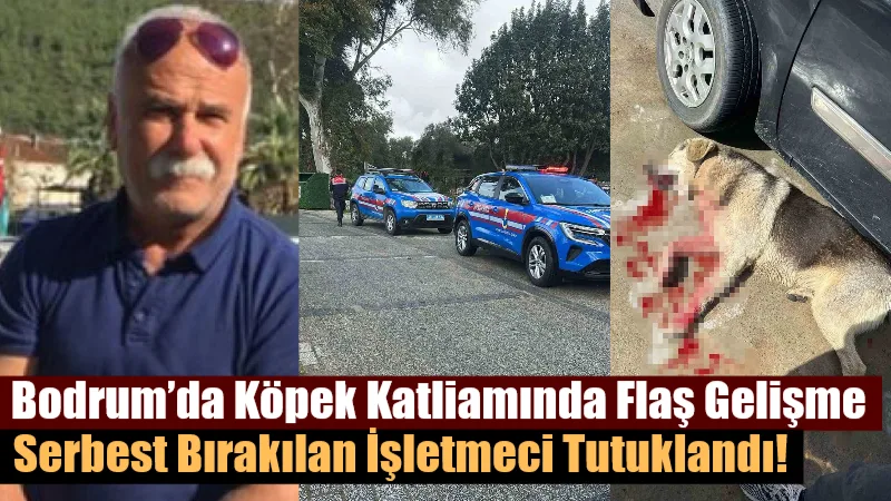 Bodrum'da tüfekli katliamda karar değişti! 'Tavuklarımı yedi' demişti, şimdi cezaevinde.