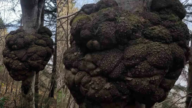 Trabzon’un Araklı ilçesinde bir avcının dikkati, doğanın nadir hazinelerinden birini