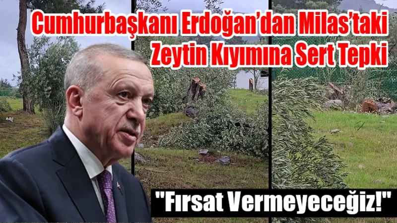 Cumhurbaşkanı Erdoğan, Milas’taki zeytin ağacı kesimini "kıyım" olarak nitelendirerek, çevreci