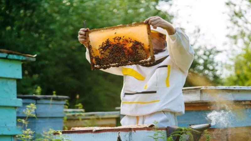 Dalaman Belediyesi, arıcılığı teşvik etmek ve genç girişimcileri desteklemek amacıyla