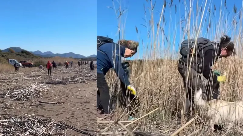 Datça’da çevre gönüllüleri ile belediye ekipleri tarafından Gebekum sahilinde temizlik