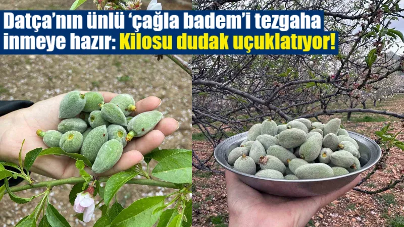 Datça'nın Palamutbükü Mahallesi'nde sezonun ilk çağla badem hasadı heyecanı yaşanırken,