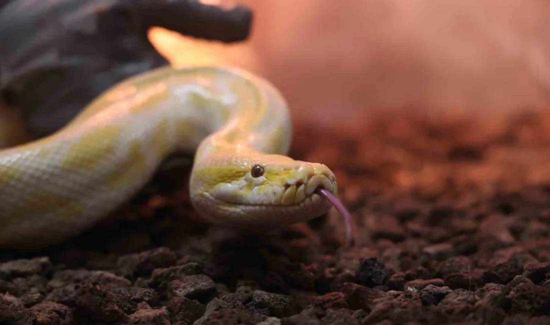 Denizli'de bir alışveriş merkezindeki gösteride izinsiz kullanıldığı gerekçesiyle el konulan