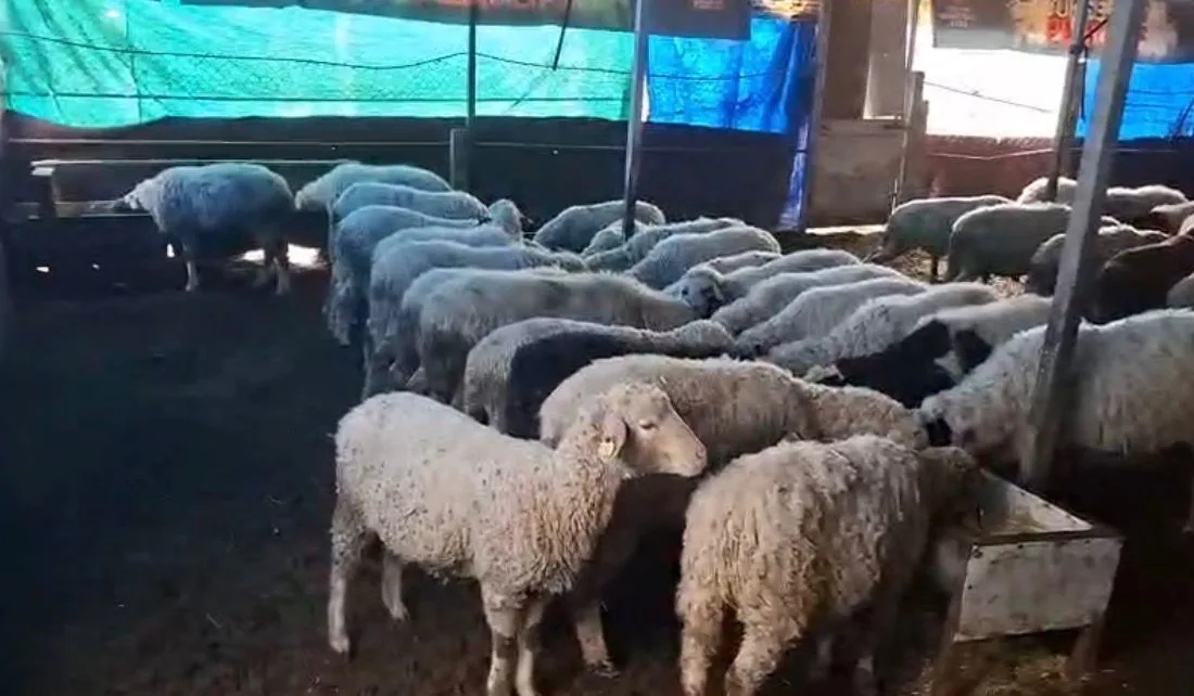 Denizli’de hobi amaçlı 4 sakız koyunuyla işe başlayan Doğan kardeşler,