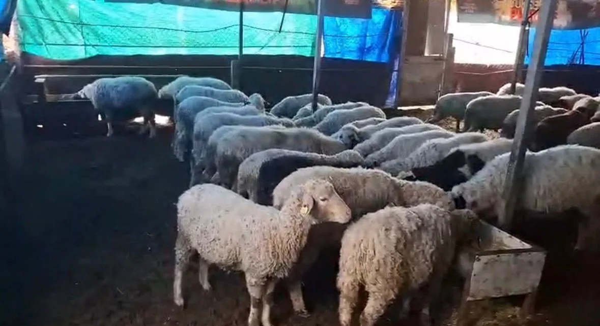 Denizli’de hobi amaçlı 4 sakız koyunuyla işe başlayan Doğan kardeşler,