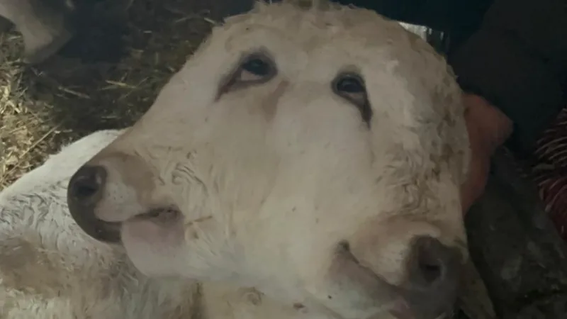 Erzurum’un Şenkaya ilçesinde veteriner müdahalesiyle sezaryenle dünyaya getirilen çift başlı