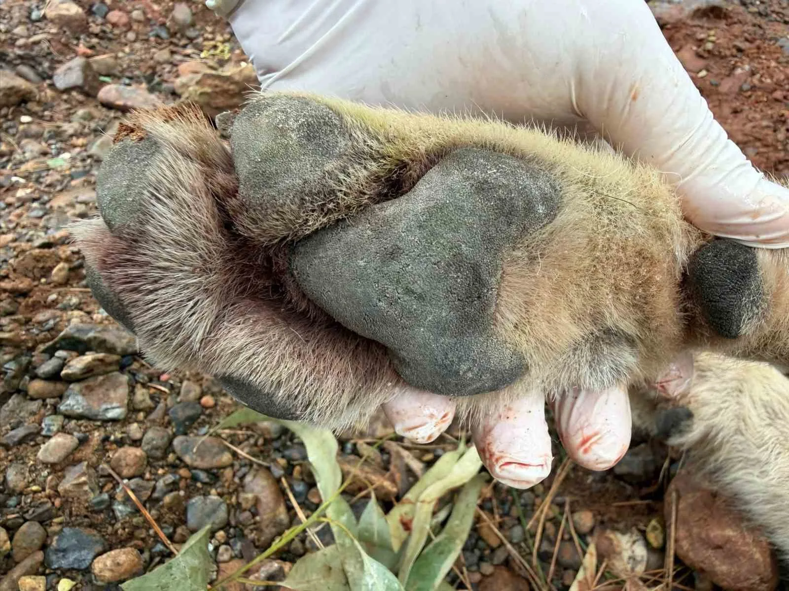 Fethiye-Antalya karayolunda bir aracın çarpması sonucu telef olan genç kurttan