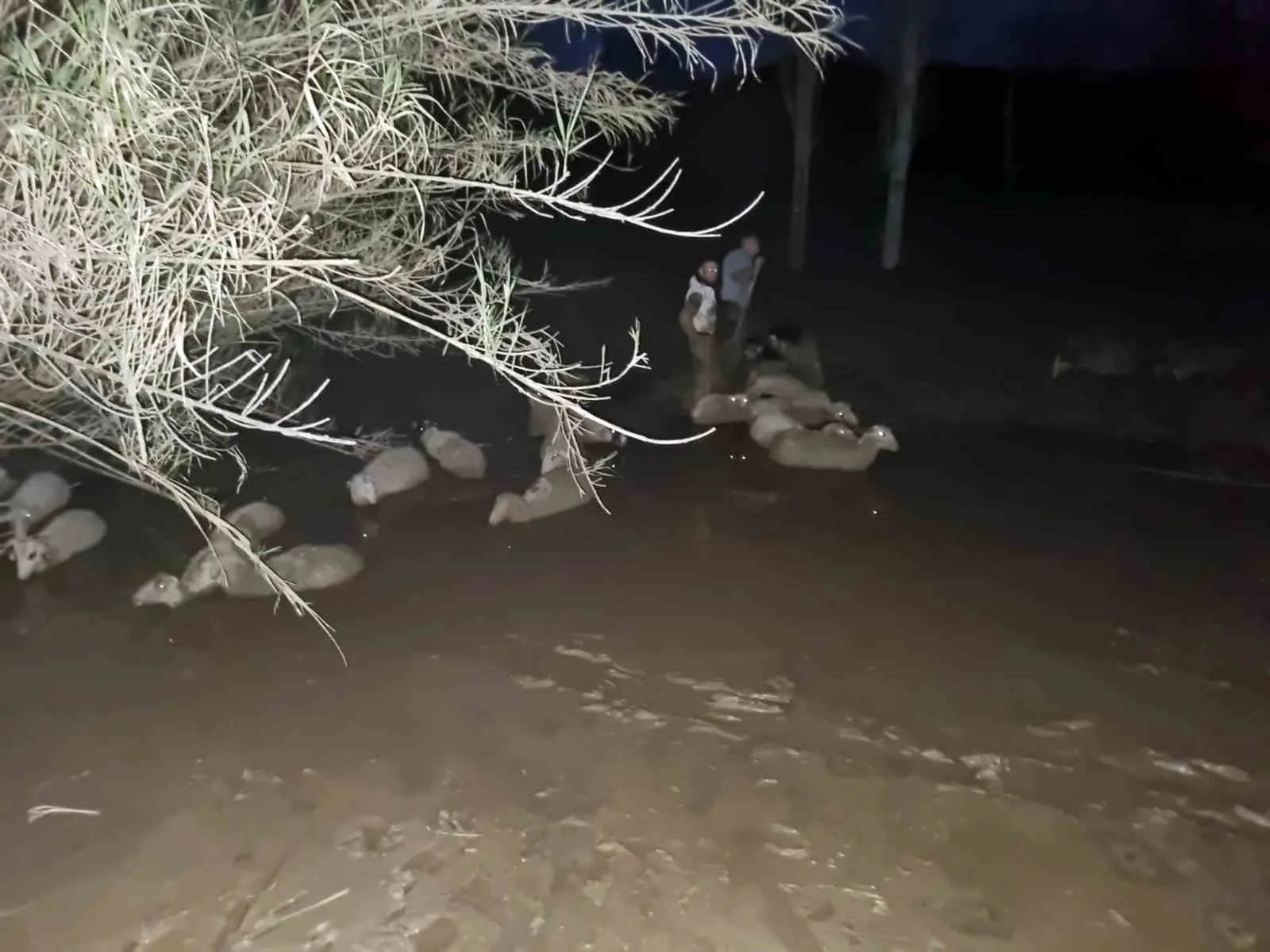 Muğla Büyükşehir Belediyesi ekipleri, Milas ilçesi Güneş Mahallesi'nde çamura saplanan