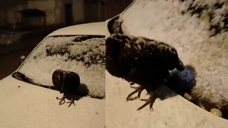 Tokat Artova'da etkili olan kar yağışı nedeniyle kümesine giremeyen bir