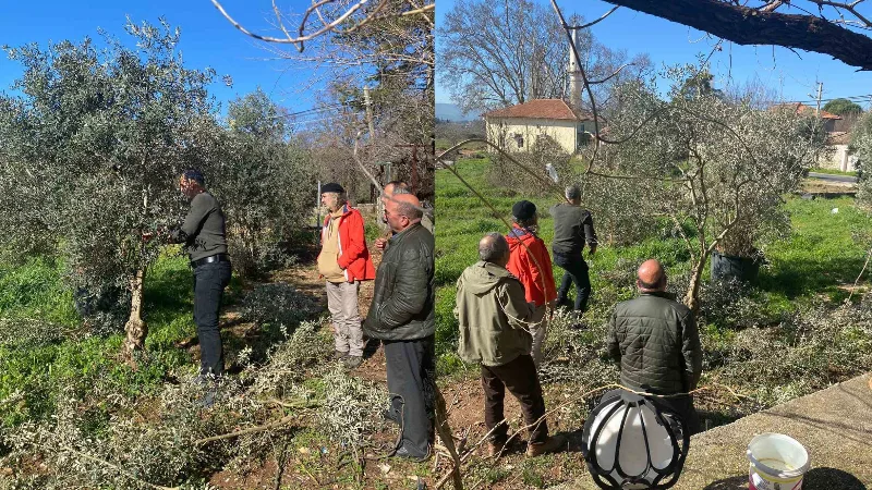 Menteşe’de Zeytin İçin 'Budama Seferberliği'! Gülağzı Mahallesi’nde Üreticiye Uygulamalı Eğitim