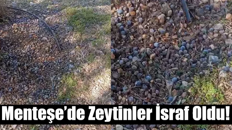 Menteşe’de park ve sokaklardaki zeytin ağaçlarında kalan zeytinlerin toplanmadığını belirten