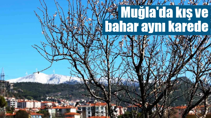 Muğla'da güneşin yüzünü göstermesiyle bahara aldanan badem ve erik ağaçları
