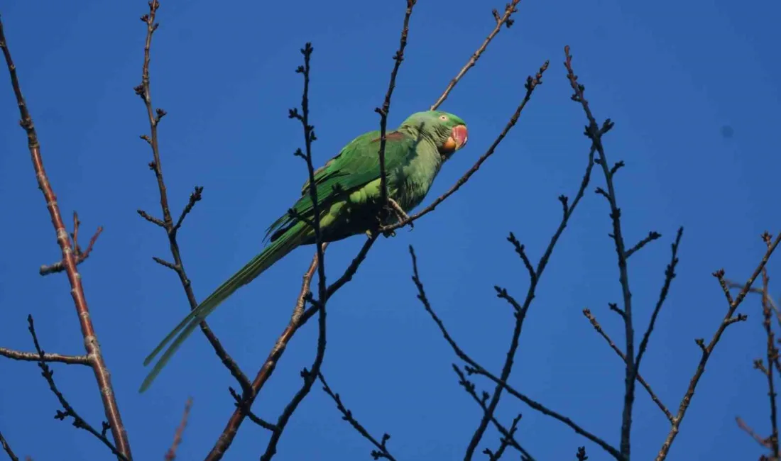 Bitlis’in Tatvan ilçesinde ilk kez görüntülenen ve Doğu Anadolu için