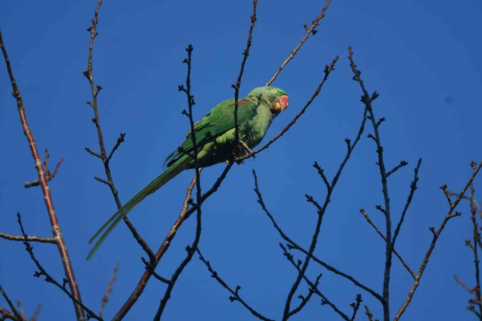 Bitlis’in Tatvan ilçesinde ilk kez görüntülenen ve Doğu Anadolu için