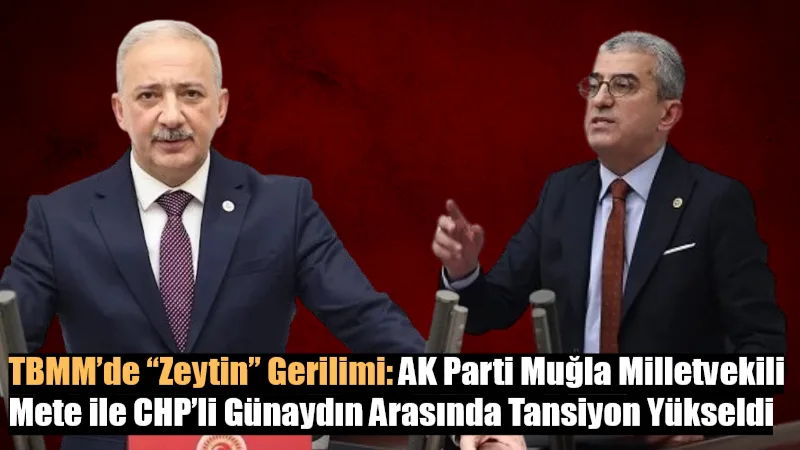 CHP Milas İlçe Başkanı Ahmet Kılbey’e ait arazide zeytin ağaçlarının