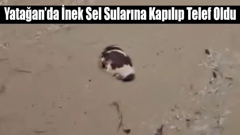 Muğla’da günlerdir etkili olan kuvvetli yağışlar hayatı olumsuz etkilemeye devam