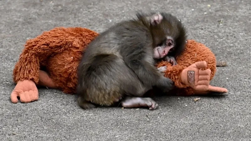 Annesi tarafından terk edildikten sonra bırakıldığı doğal ortamda diğer maymunların