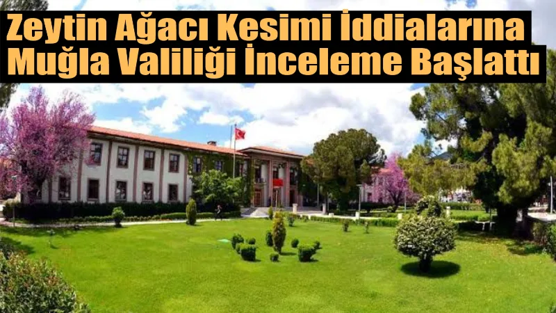 Milas’ın Menteşe Mahallesi’nde zeytin ağaçlarının kesildiğine ilişkin iddialara Muğla Valiliği