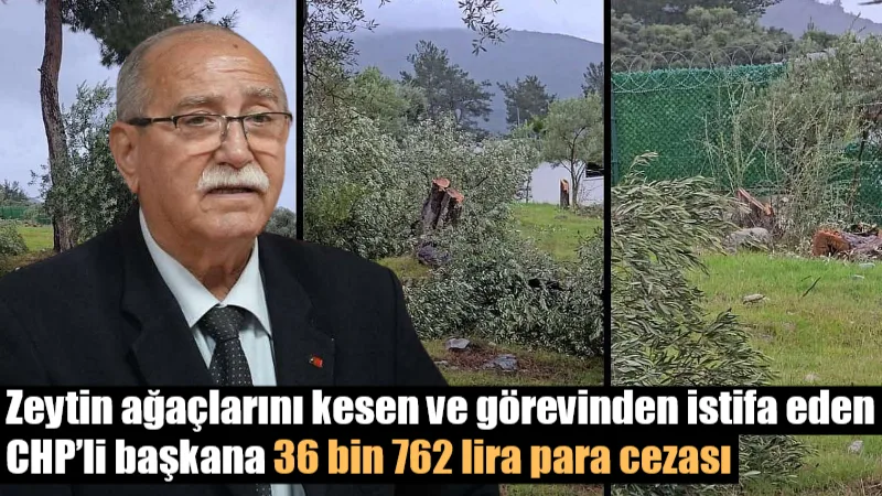 Muğla’nın Milas ilçesinde siyaset gündemini sarsan "zeytin kesimi" skandalında flaş