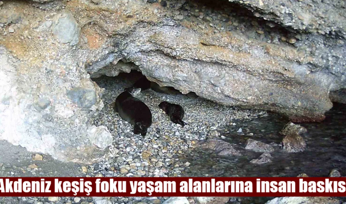 22 Mart Uluslararası Fok Günü’nde acı tablo: Türkiye kıyılarında sayıları