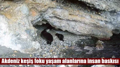 22 Mart Uluslararası Fok Günü’nde acı tablo: Türkiye kıyılarında sayıları