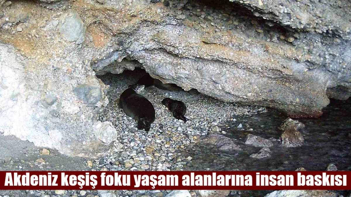 22 Mart Uluslararası Fok Günü’nde acı tablo: Türkiye kıyılarında sayıları