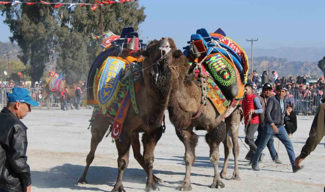 Şap hastalığı nedeniyle ertelenen ve bölge halkının merakla beklediği deve