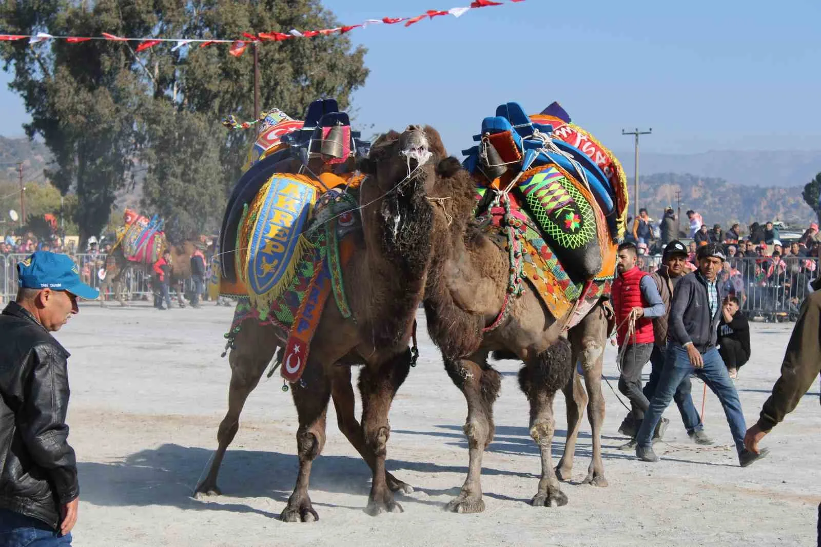 Şap hastalığı nedeniyle ertelenen ve bölge halkının merakla beklediği deve