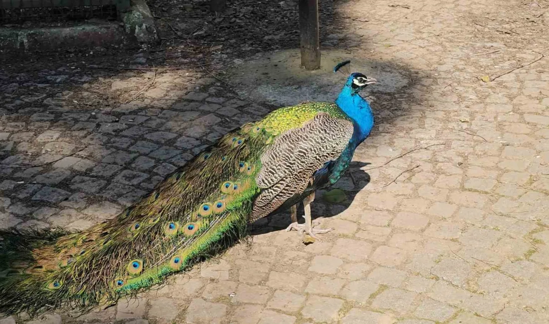 Nazilli'de bir yolcu otobüsünde çuvallara sarılmış halde bulunan belgesiz 12