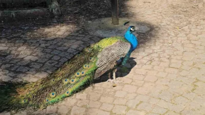 Nazilli'de bir yolcu otobüsünde çuvallara sarılmış halde bulunan belgesiz 12