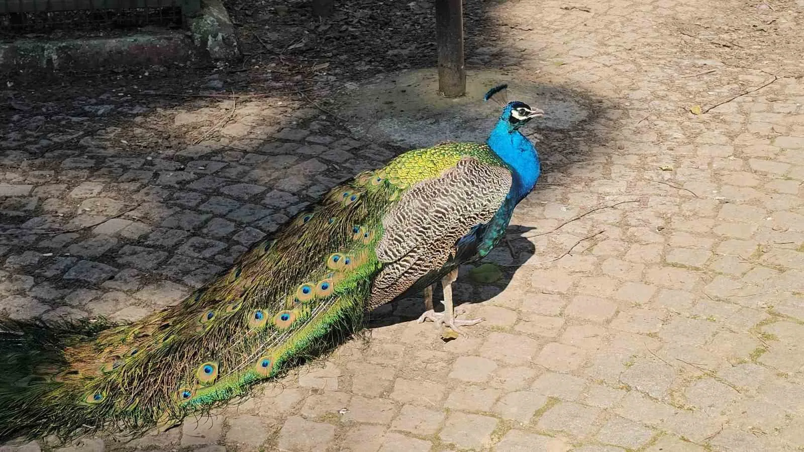 Nazilli'de bir yolcu otobüsünde çuvallara sarılmış halde bulunan belgesiz 12
