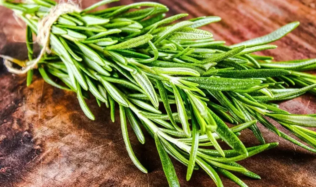 Northumbria Üniversitesi'nin araştırmasına göre, biberiye bitkisindeki 1,8-sineol bileşeni koklama yoluyla