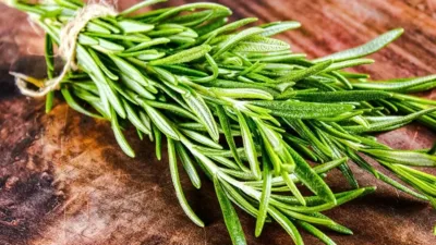 Northumbria Üniversitesi'nin araştırmasına göre, biberiye bitkisindeki 1,8-sineol bileşeni koklama yoluyla