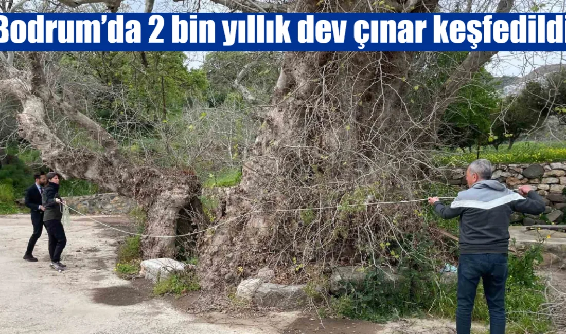 Bodrum’un Yakaköy Mahallesi’nde doğa yürüyüşü sırasında bulunan ve gövde genişliği