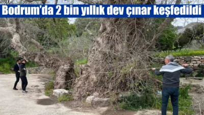 Bodrum’un Yakaköy Mahallesi’nde doğa yürüyüşü sırasında bulunan ve gövde genişliği