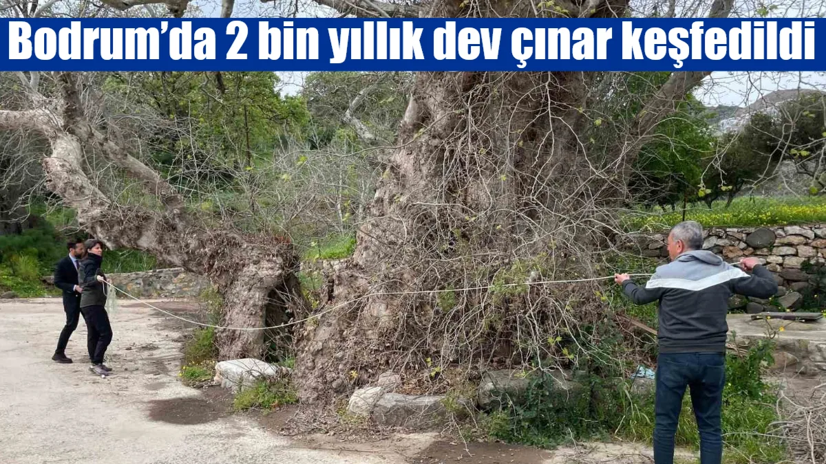 Bodrum’un Yakaköy Mahallesi’nde doğa yürüyüşü sırasında bulunan ve gövde genişliği