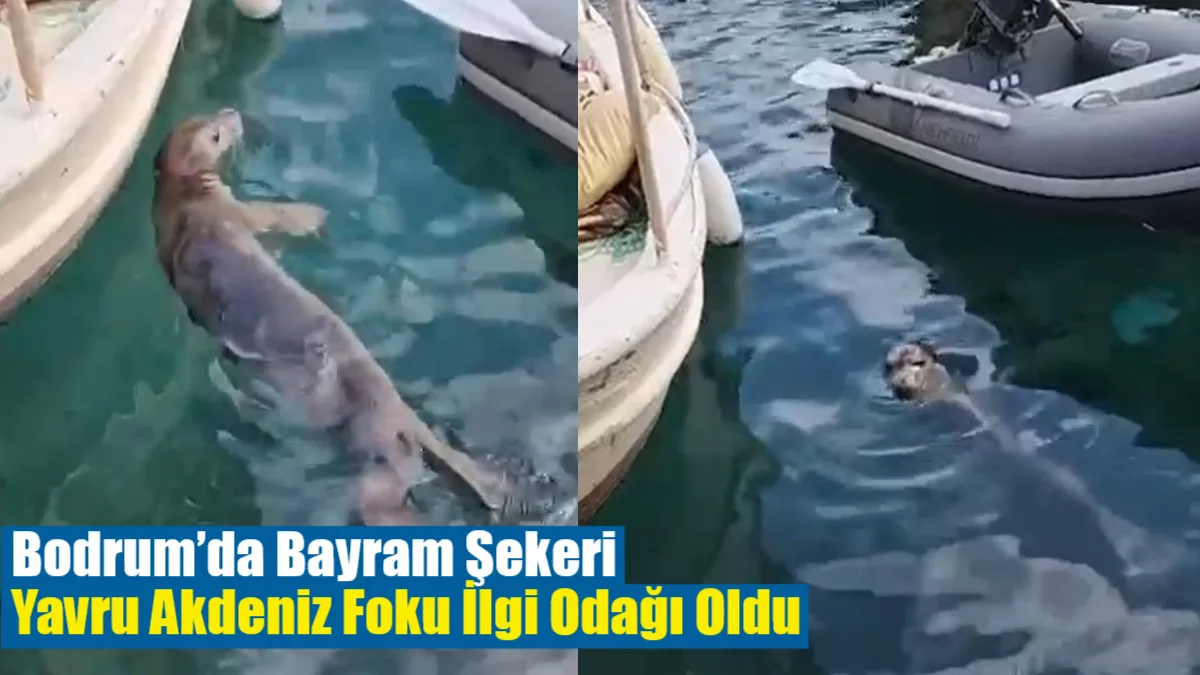 Bodrum Akyarlar’da bayram neşesi: Dünyada nesli tehlike altında olan yavru