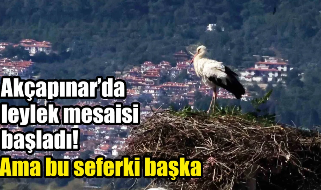 Muğla'nın 'Leylek Köyü' Akçapınar'da göç mevsimi erken başlarken, yuvasını tamir