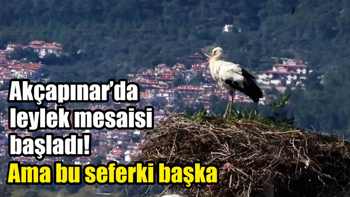 Muğla'nın 'Leylek Köyü' Akçapınar'da göç mevsimi erken başlarken, yuvasını tamir