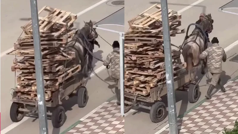 Bursa Karacabey’de bir şahsın at arabasına aşırı miktarda palet yükleyerek