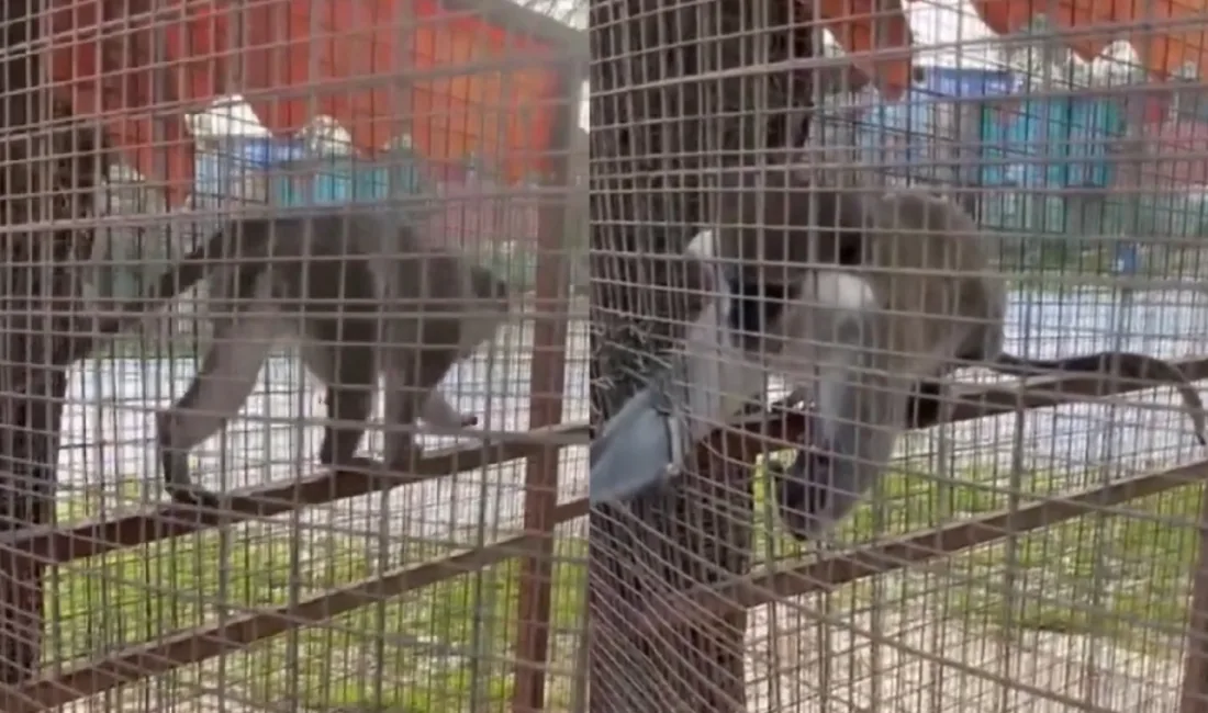 Denizli'de ihbar üzerine bir havuz işletmesine baskın düzenleyen DKMP ekipleri,