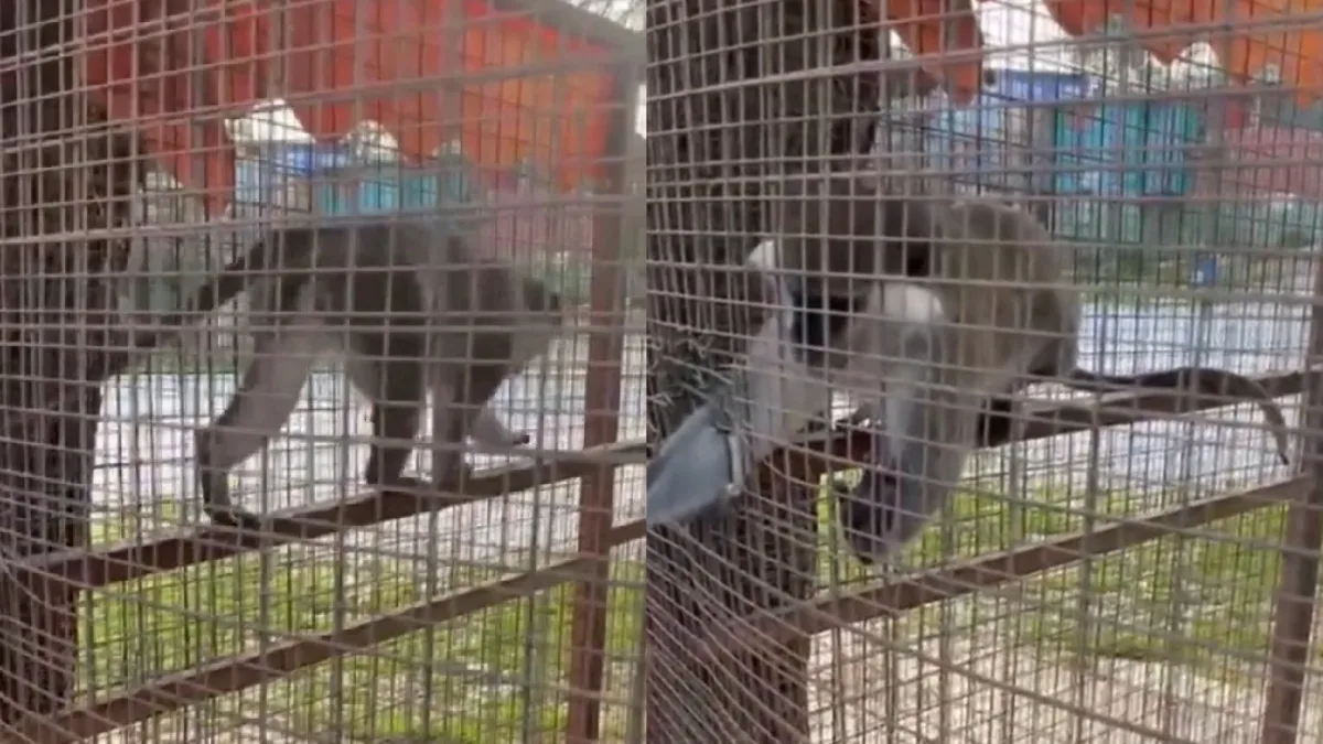 Denizli'de ihbar üzerine bir havuz işletmesine baskın düzenleyen DKMP ekipleri,