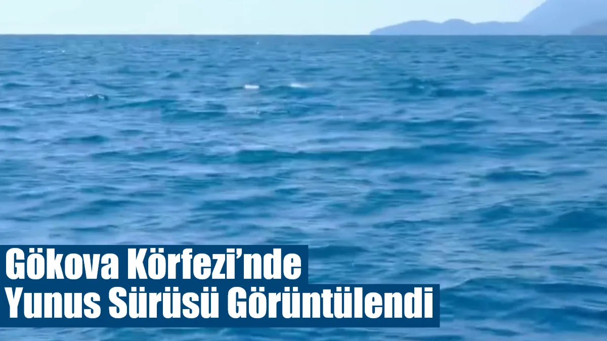 Muğla’nın Gökova Körfezi’nde yer alan Ziraatçılar Koyu açıklarında yunuslar görüntülendi.