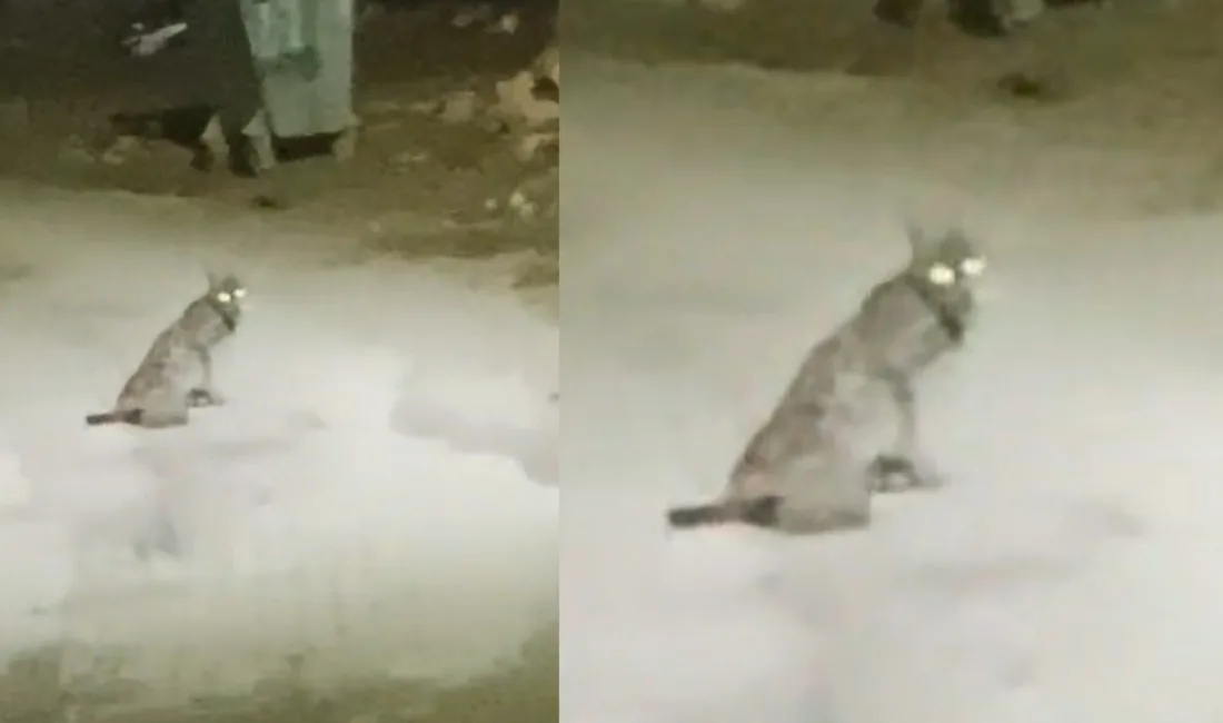 "Konya Hadim'de bir vatandaş, teravih namazı dönüşü mahalle içinde rastladığı