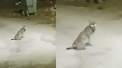 "Konya Hadim'de bir vatandaş, teravih namazı dönüşü mahalle içinde rastladığı