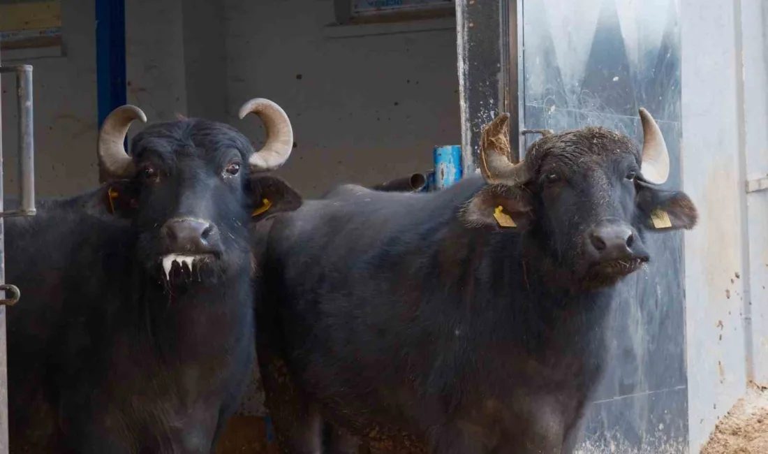 Anadolu mandası ile Murrah ırkının melezlenmesiyle geliştirilen "Murana" ırkı, süt